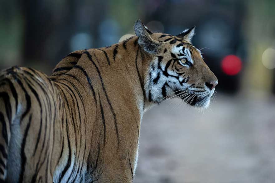 tiger-india