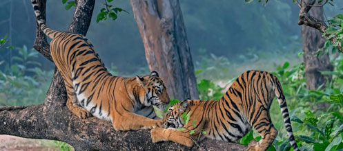 indian park safari